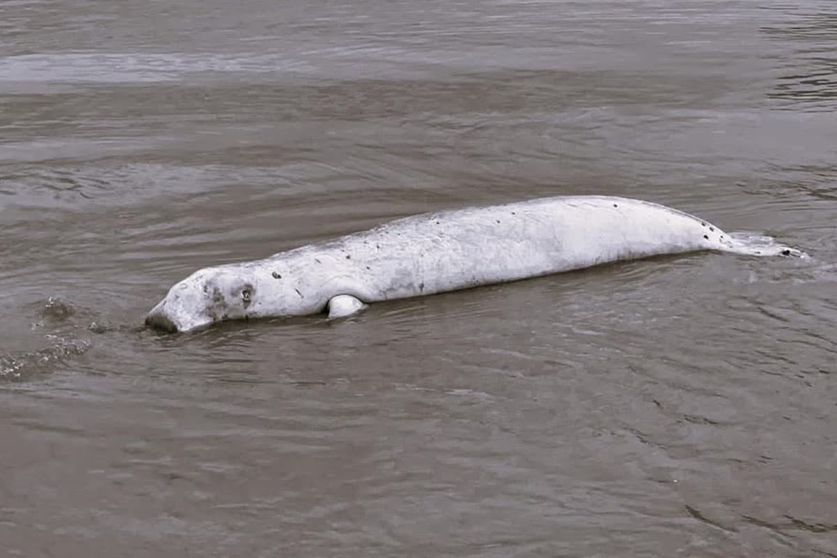 Dugong_migrates_from_Trang_to_Andaman_Province_SPACEBAR_Photo05_208b964a27.jpg