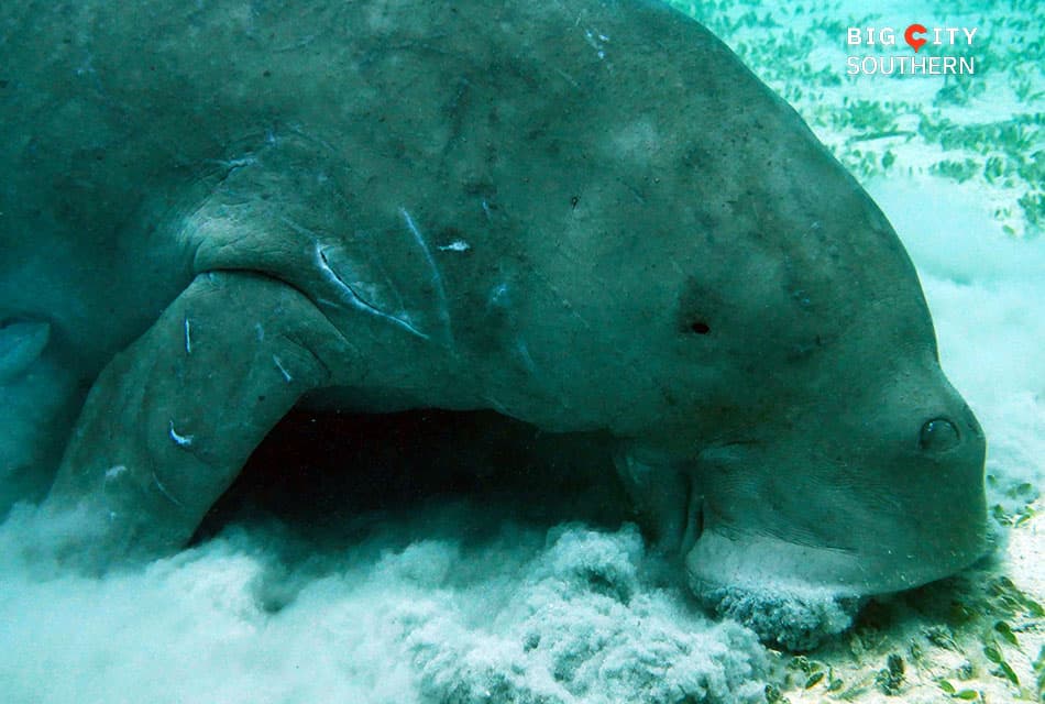 Dugong_migrates_from_Trang_to_Andaman_Province_SPACEBAR_Thumbnail_dded5766d9.jpg