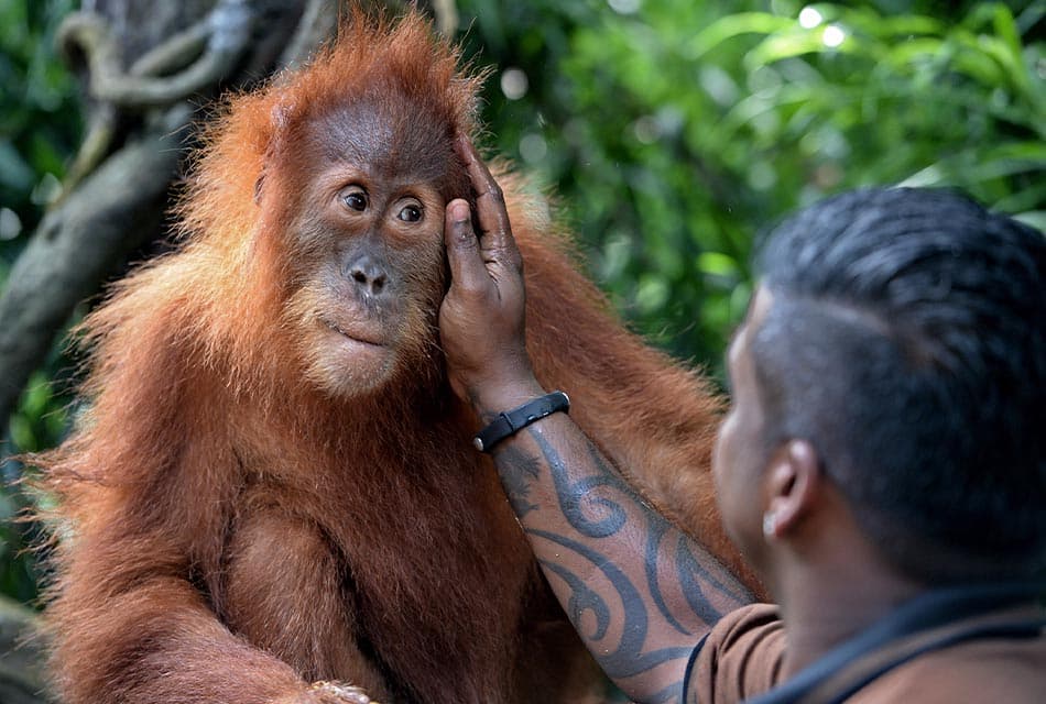 Humans_and_wild_apes_share_common_language_SPACEBAR_Thumbnail_5b1c2ba92b.jpeg