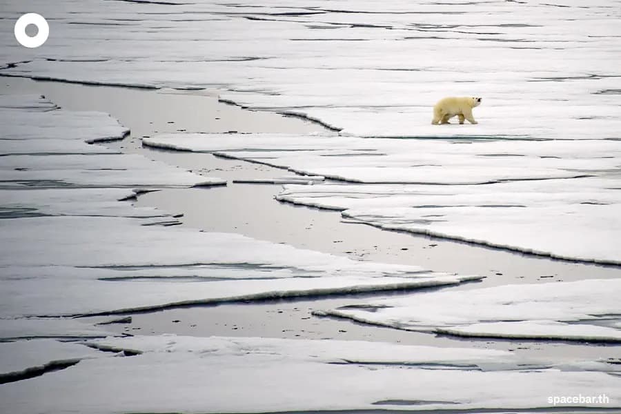 Polar_Bear_Transparent_Fur_SPACEBAR.jpg
