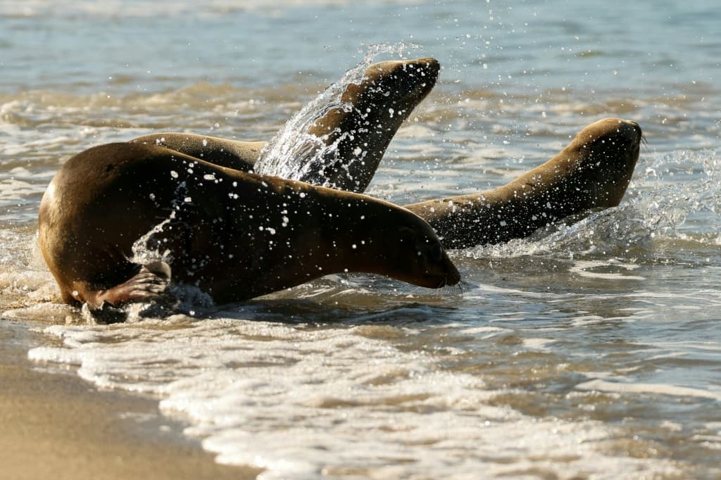 A trio of rehabilitated sea lion pups are released into the Pacific Ocean by the Marine Mammal Care Center in Redondo Beach, California in March 2026