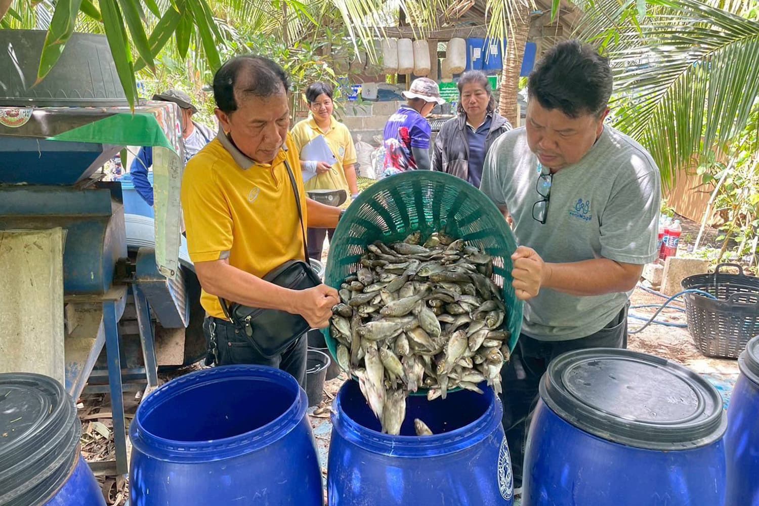 ‘น้ำหมักสูตรปลาหมอคางดำ’ ทำเกษตรกรยิ้ม ผลผลิตพุ่ง เพิ่มรายได้