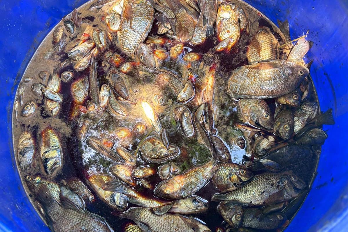 economic-business-thai-bio-fermented-black-chinned-tilapia-SPACEBAR-Photo01.jpg