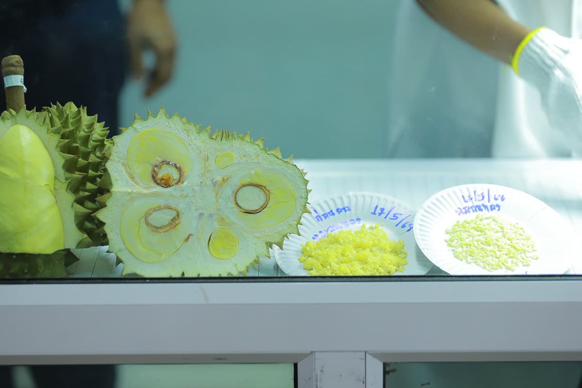 economic-business-thai-eastern-durian-SPACEBAR-Photo02.jpg