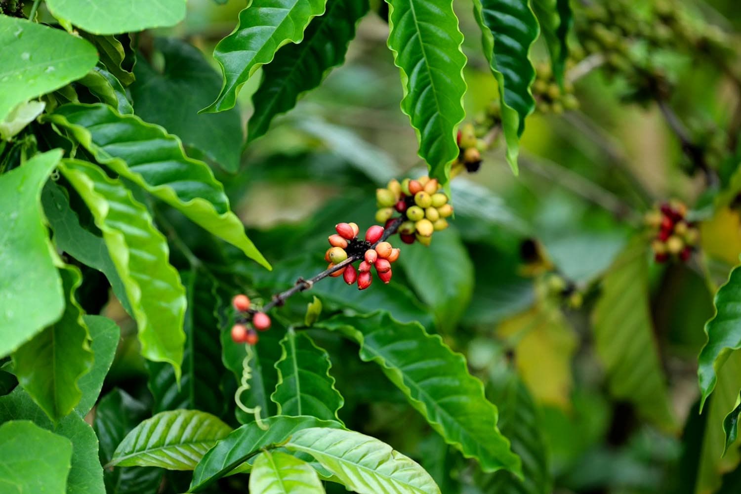 economic_business_chumphon_coffee_processed_robusta_SPACEBAR_Hero_d5717ecfb4.jpg