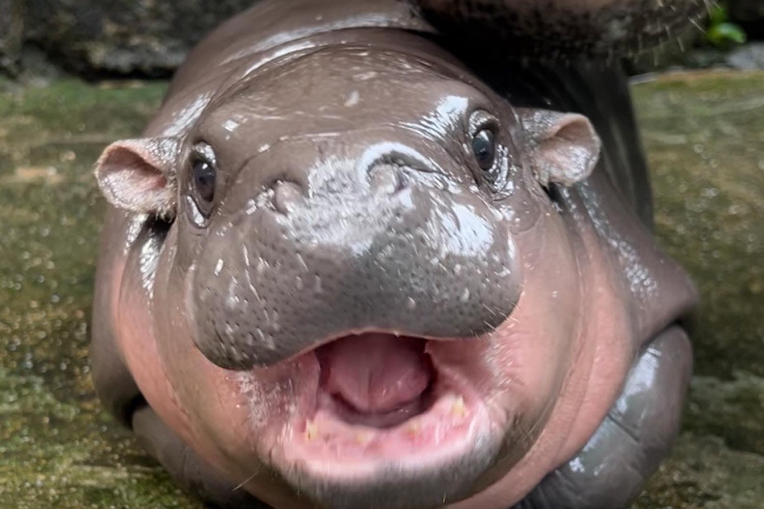 economic_business_pygmy_hippo_khaokheow_zoo_SPACEBAR_Hero_89dc6164f8.jpg