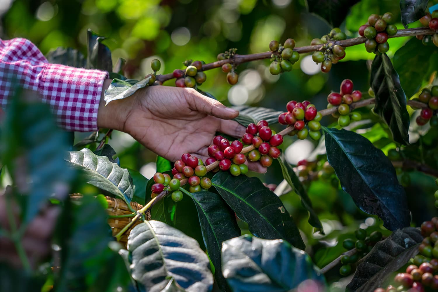 economic_business_thai_coffee_arabica_robusta_products_SPACEBAR_Hero_b7fdab92a8.jpg