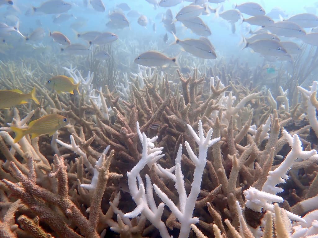 florida-coral-extinction-heat-wave-2023-1.jpeg