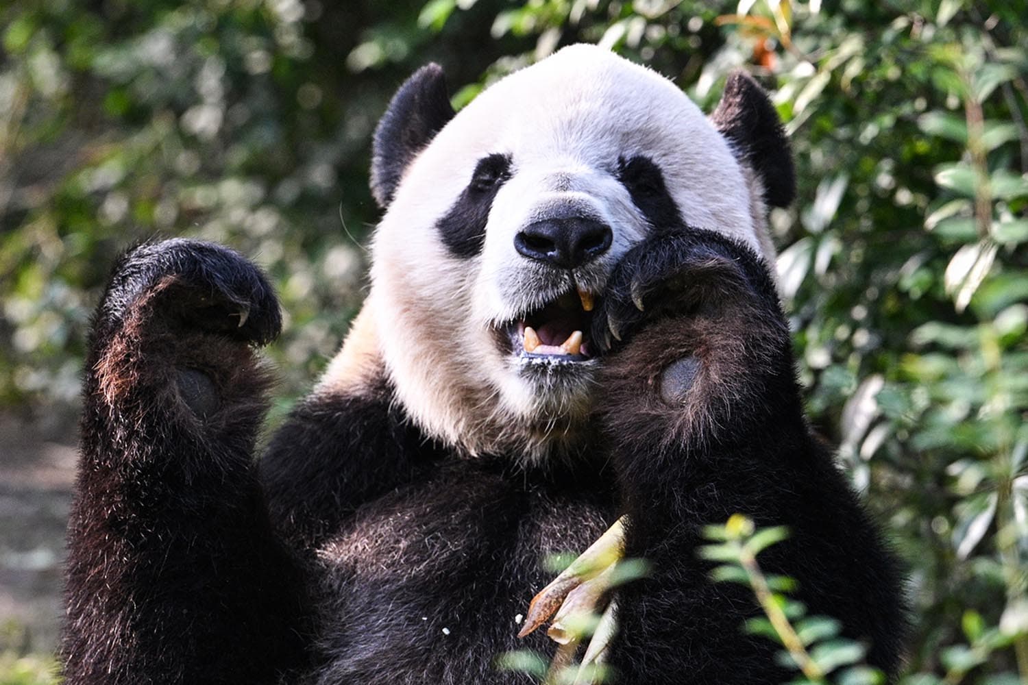 panda_diplomacy_china_expenses_SPACEBAR_Hero_b5dbb20c49.jpg