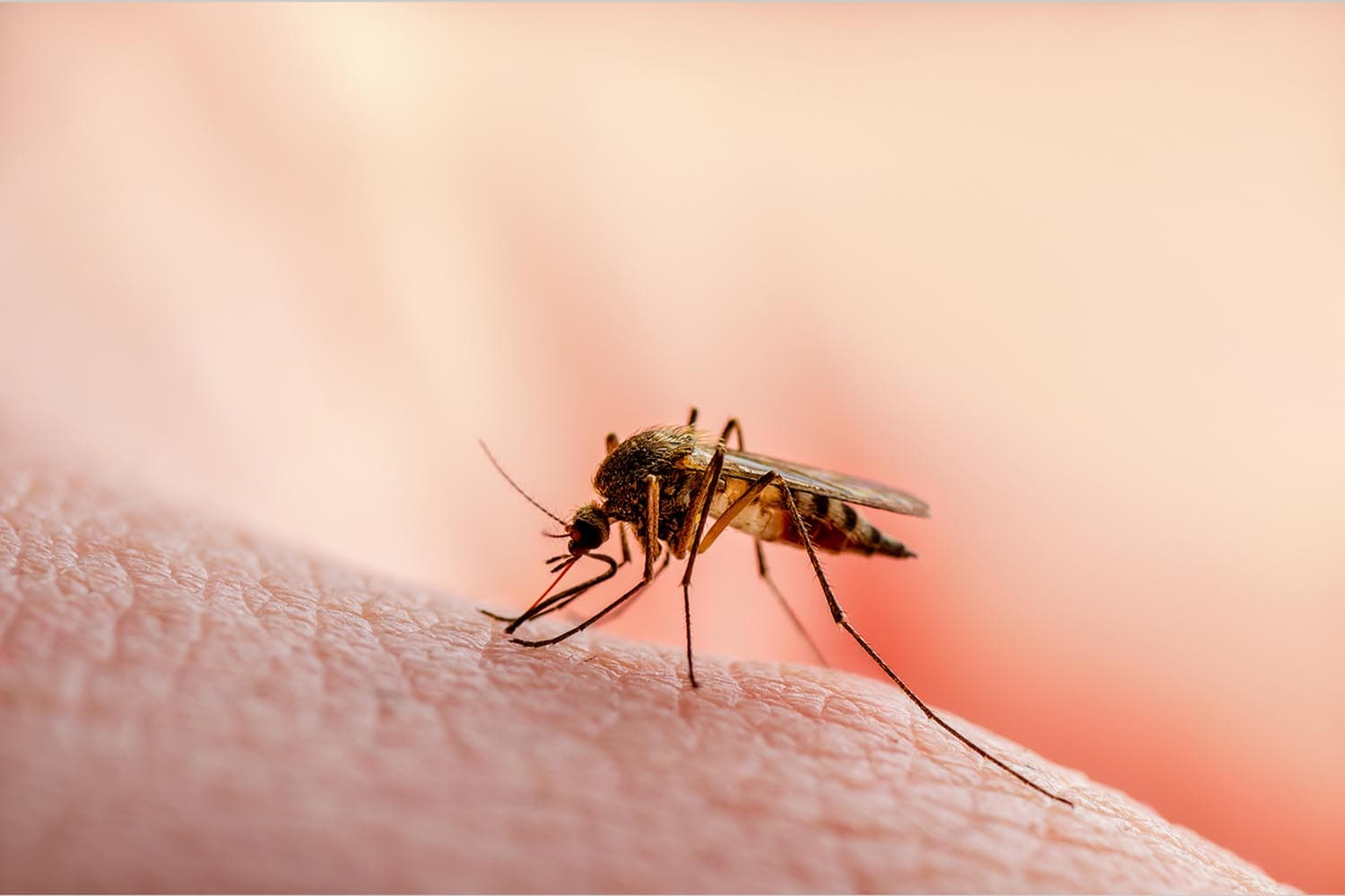 tmi_gata_mosquito_repellent_light_bulb_SPACEBAR_Hero_326cd3254f.jpg