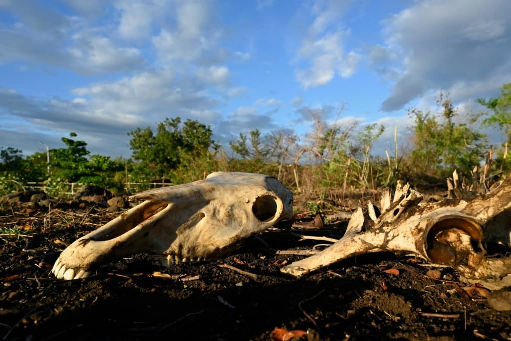 UN เตือนวิกฤต El Nino รุนแรงสุดในประวัติศาสตร์ เร่งโลกรับมือก่อนหายนะถาโถม
