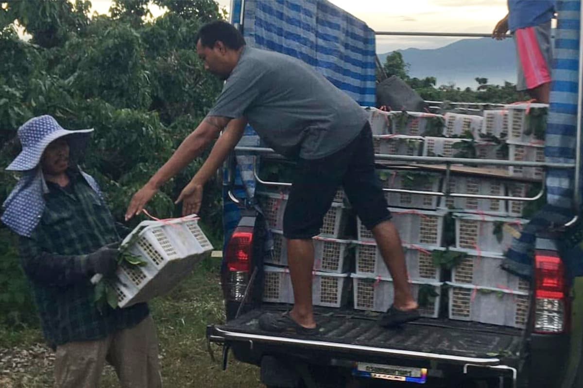 Chiang Mai-longan-farmers-adapt-to-cope-with-the-crisis-of-falling-product-prices-SPACEBAR-Photo06.jpg