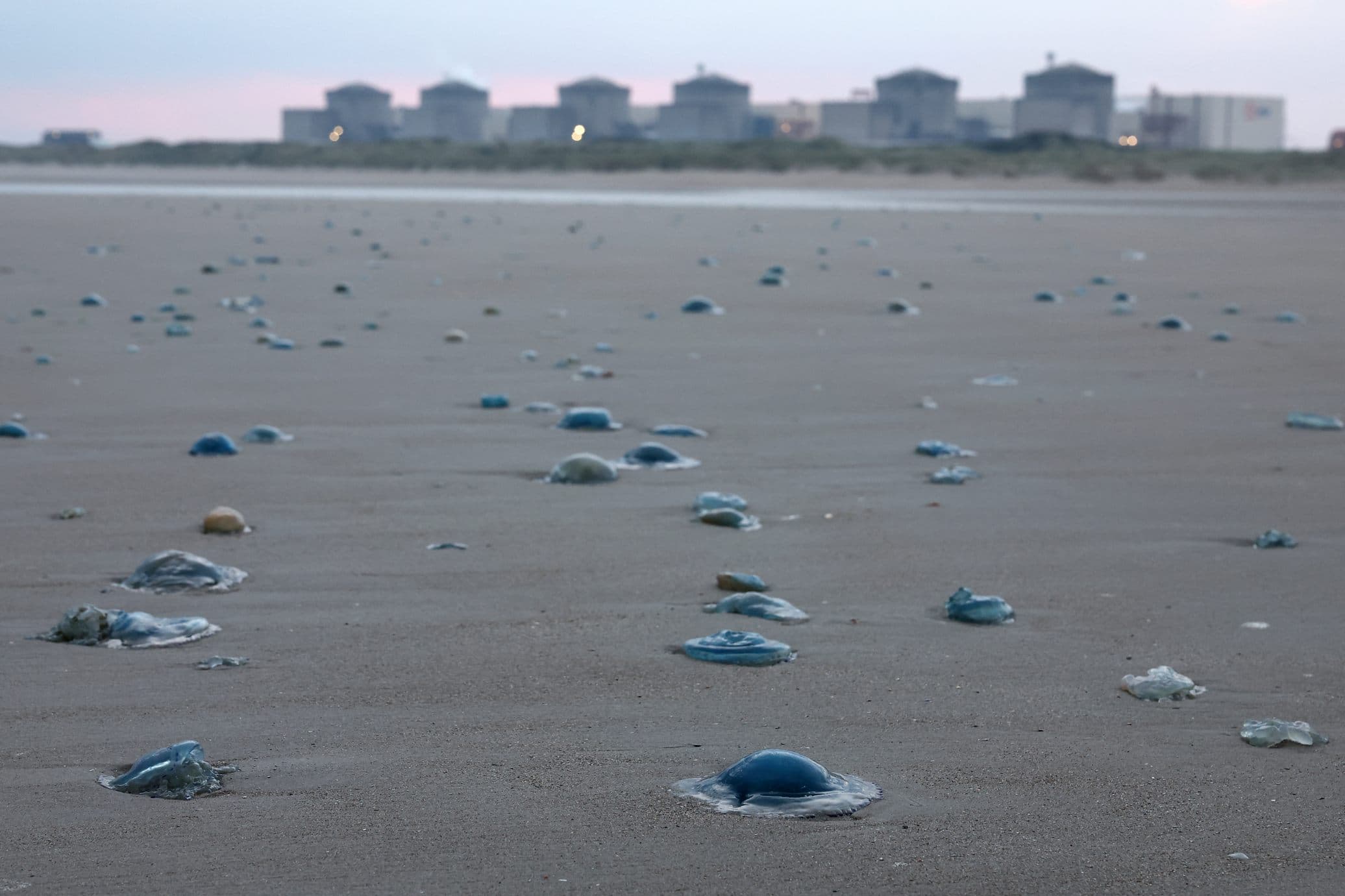 FilesFranceEnergyNuclearEnvironmentAnimal-1.jpg