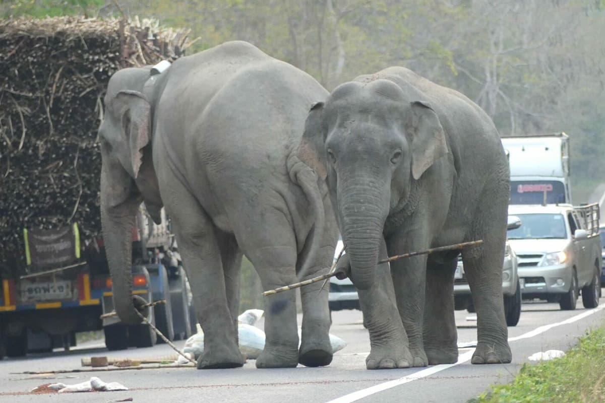 Princess-Bajrakitiyabha-royal-initiative-to-solve-the-human-elephant-conflict-SPACEBAR-Photo10.jpg