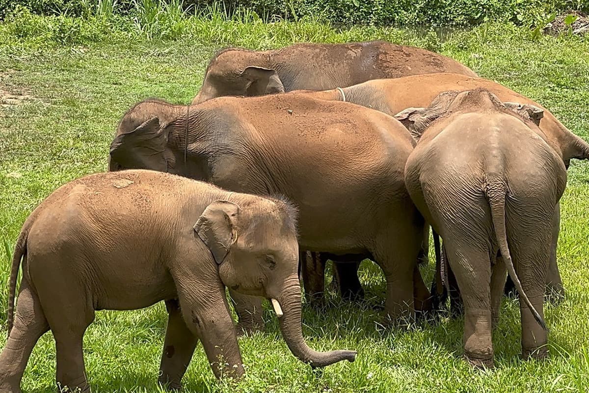 Thai-Elephant-Crisis-The-number-of-captive-elephants-continues-to-decline-SPACEBAR-Photo02.jpg