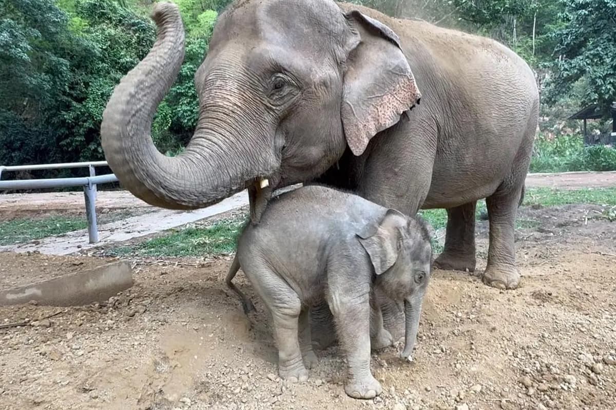Thai-Elephant-Crisis-The-number-of-captive-elephants-continues-to-decline-SPACEBAR-Photo03.jpg