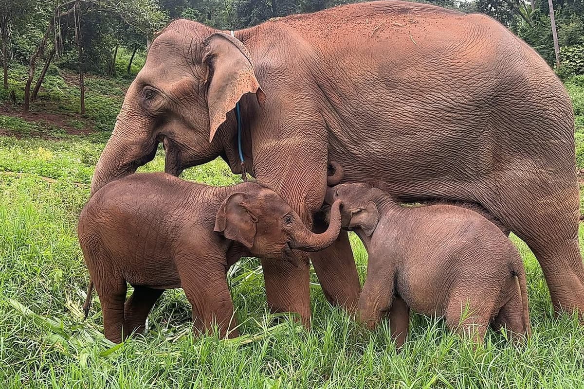 Thai-Elephant-Crisis-The-number-of-captive-elephants-continues-to-decline-SPACEBAR-Photo04.jpg