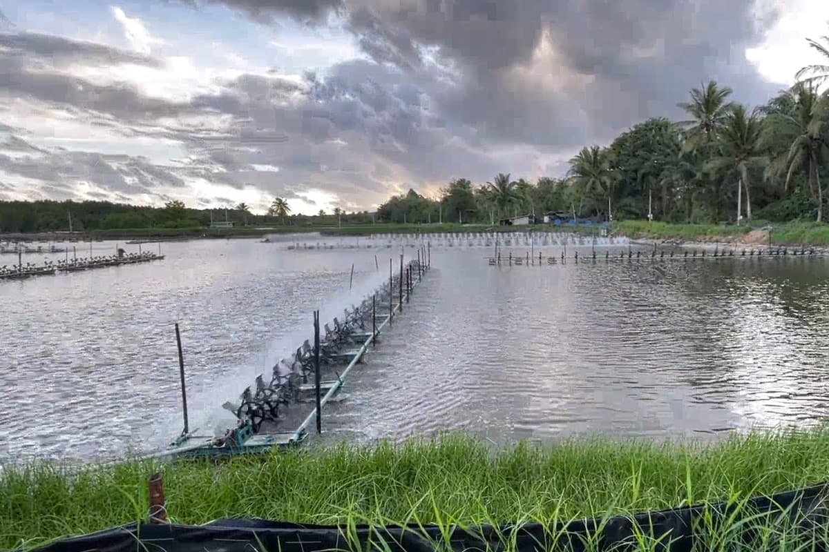 Thai-shrimp-crisis-System-wide-losses- farmers-urge-government-to-urgently-resolve-the-issue-SPACEBAR-Photo03.jpg