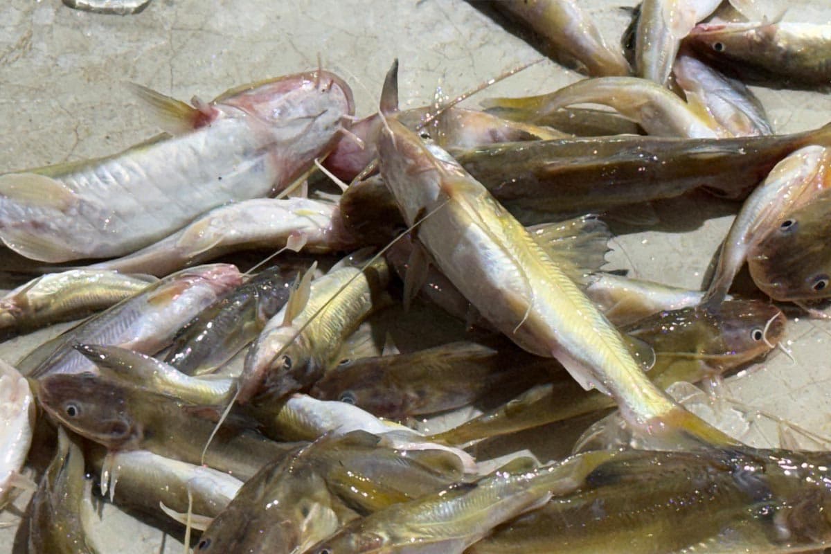 Transboundary-toxicity-crisis-the-problem-of-river-contamination-in-Chiang Mai-SPACEBAR-Photo03.jpg