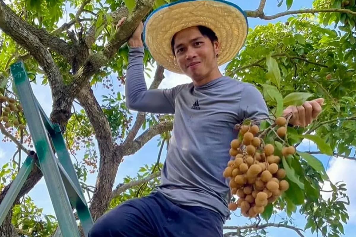 Warning-signs-of-a-Super El Nino-are-affecting-longan-orchard-farmers-SPACEBAR-Photo02.jpg