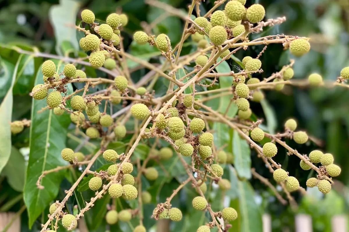 Warning-signs-of-a-Super El Nino-are-affecting-longan-orchard-farmers-SPACEBAR-Photo03.jpg