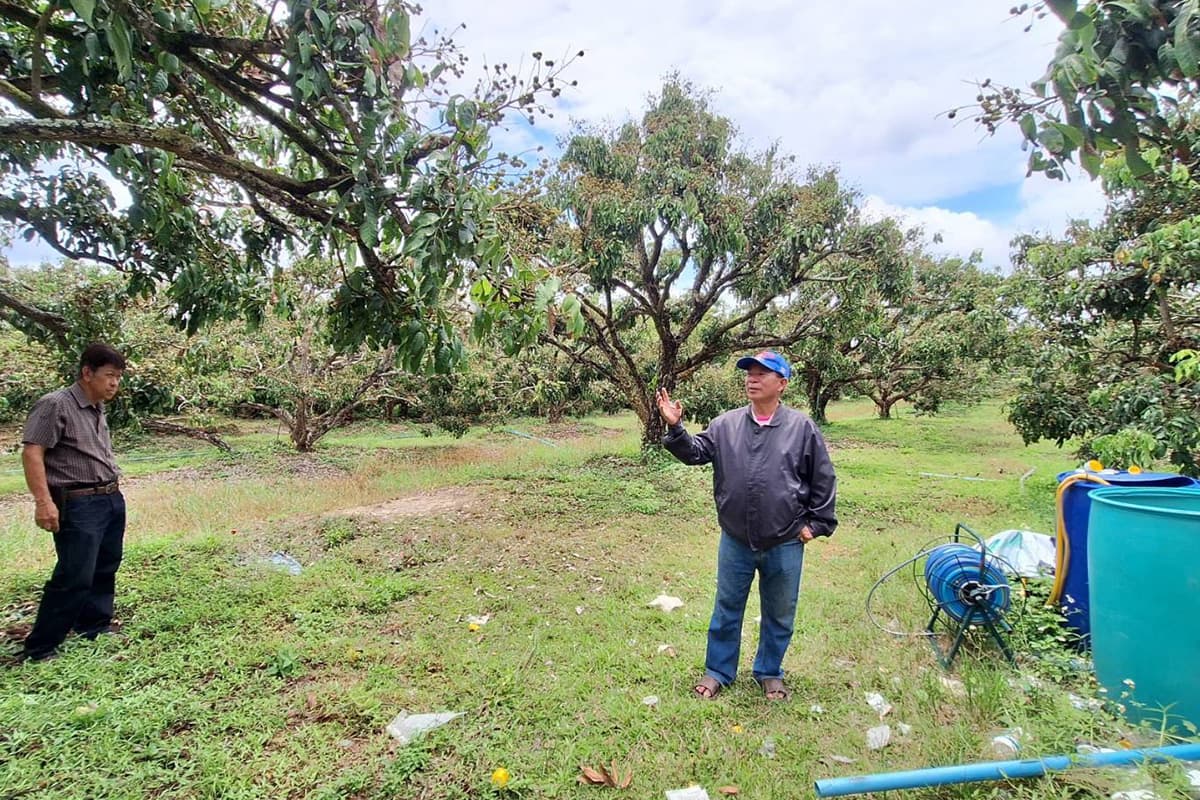 Warning-signs-of-a-Super El Nino-are-affecting-longan-orchard-farmers-SPACEBAR-Photo04-2.jpg