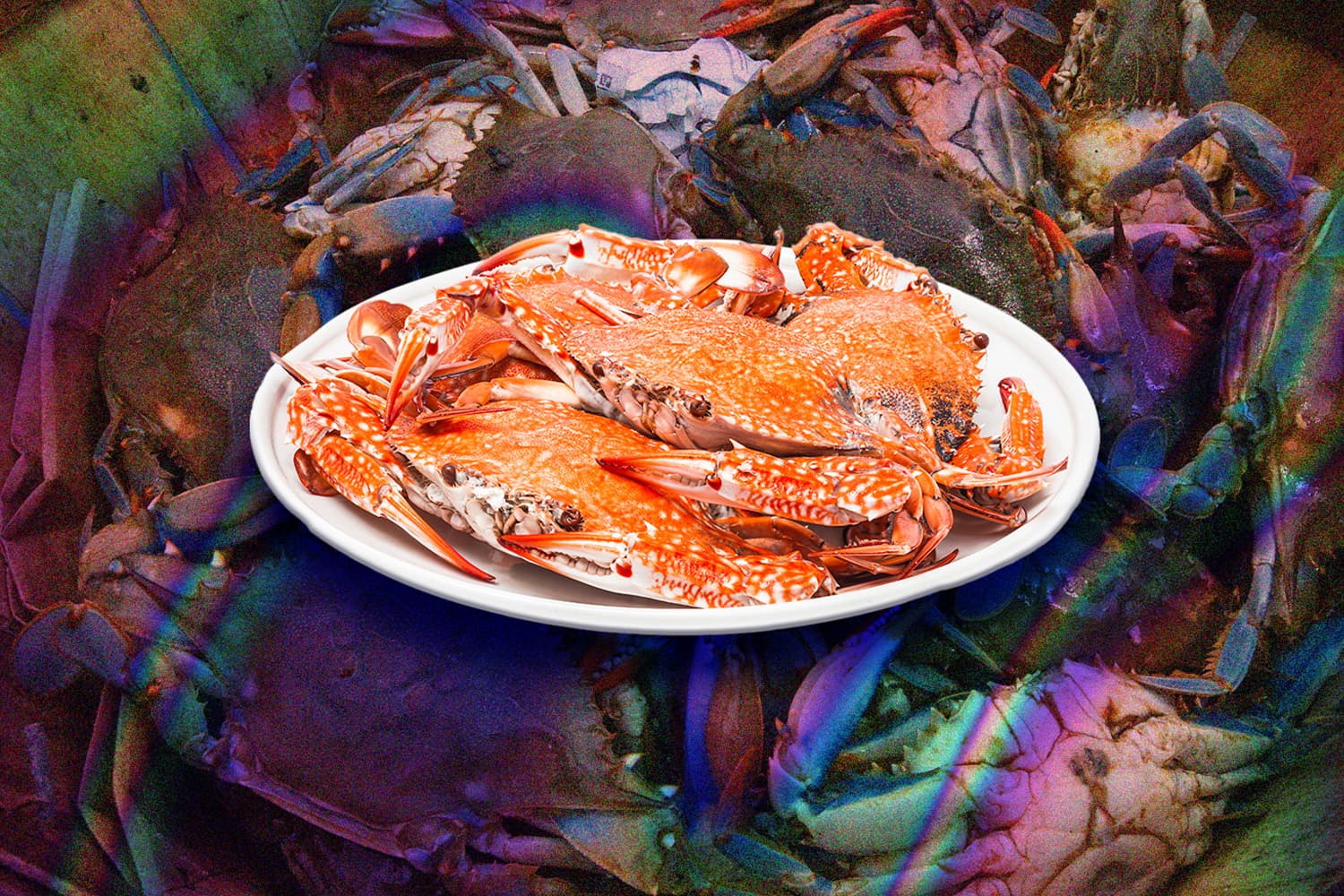 anything_can_be_edible_how_italians_are_making_meal_of_invasive_crabs_SPACEBAR_Hero_30629a5226.jpg