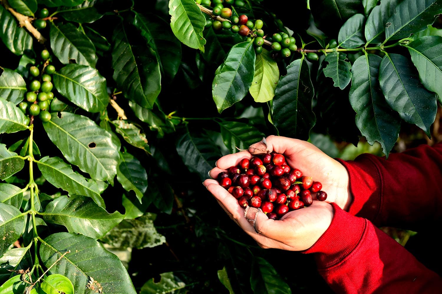 cabinet_travels_nakhon_ratchasima_wang_Nam_khiao_coffee_gi_SPACEBAR_Hero_8ed3398353.jpg