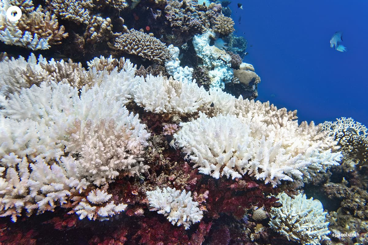 coral-reefs-cross-tipping-point-global-warning-SPACEBAR-Photo02.jpg