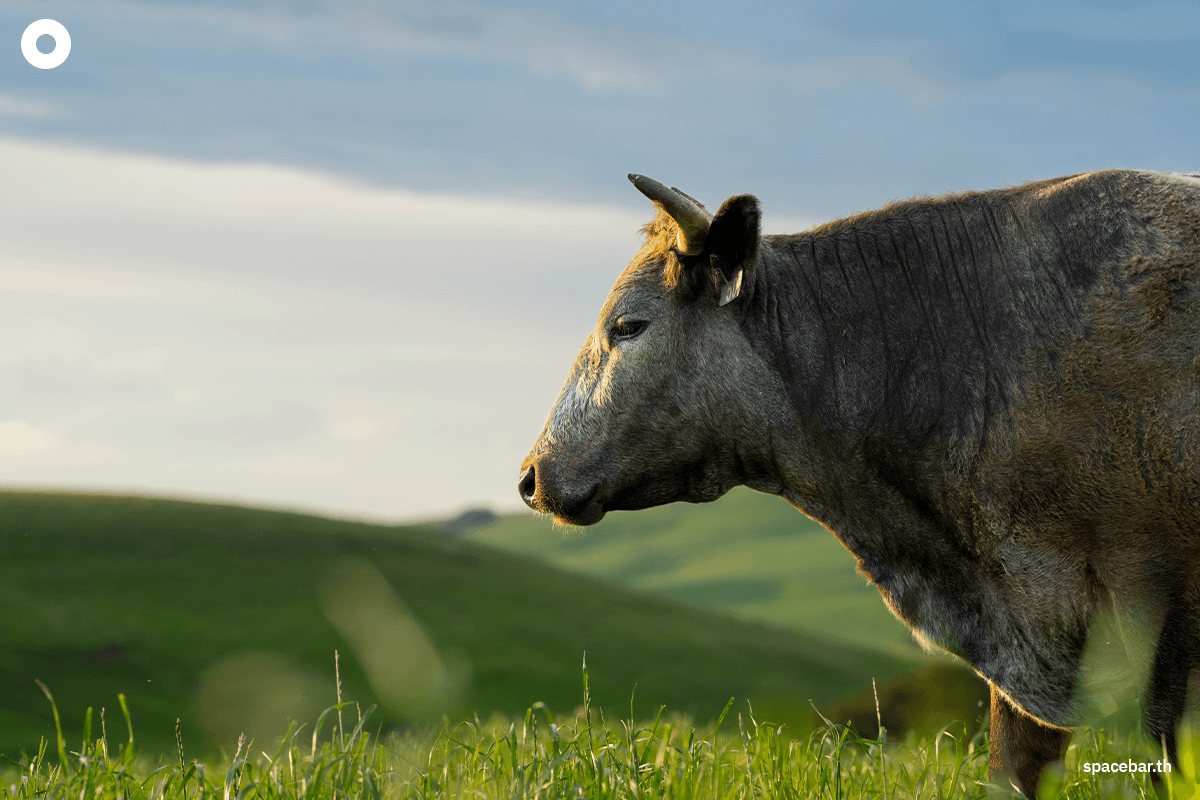 eat-vegetarian-food-to-save-the-world-rp-SPACEBAR-Photo05.png
