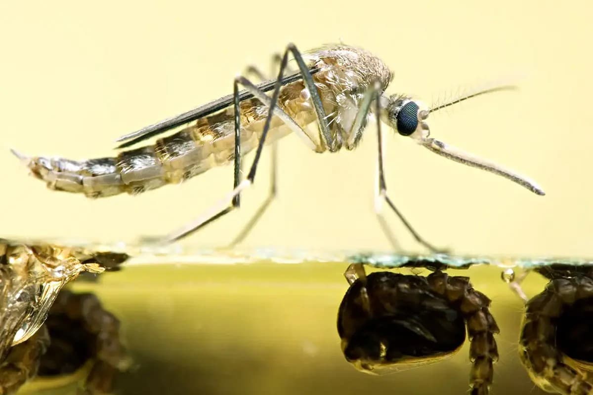 ecoeyes_philippines_came_up_with_an_idea_mosquitoes_for_money_to_save_the_world_SPACEBAR_Photo03_53cb3e1806-1.jpg