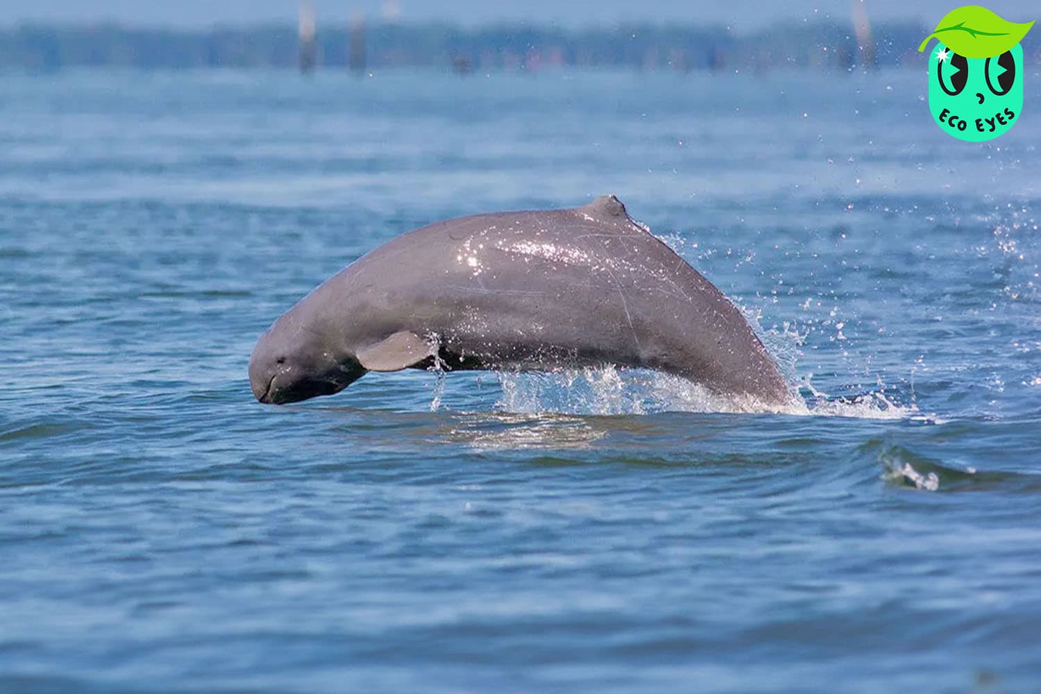 ecoeyes_save_the_last_14_Irrawaddy_dolphins_of_songkhla_lake_SPACEBAR_Hero_d674e4af0b.jpg