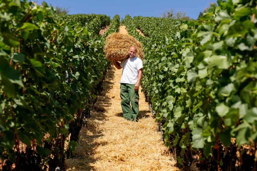 German winegrower Florian Weingart has scattered straw on the ground to keep moisture trapped in the earth