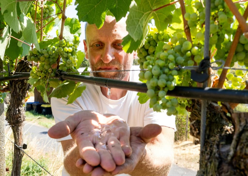 German winegrower Florian Weingart uses drip irrigation at his vineyard