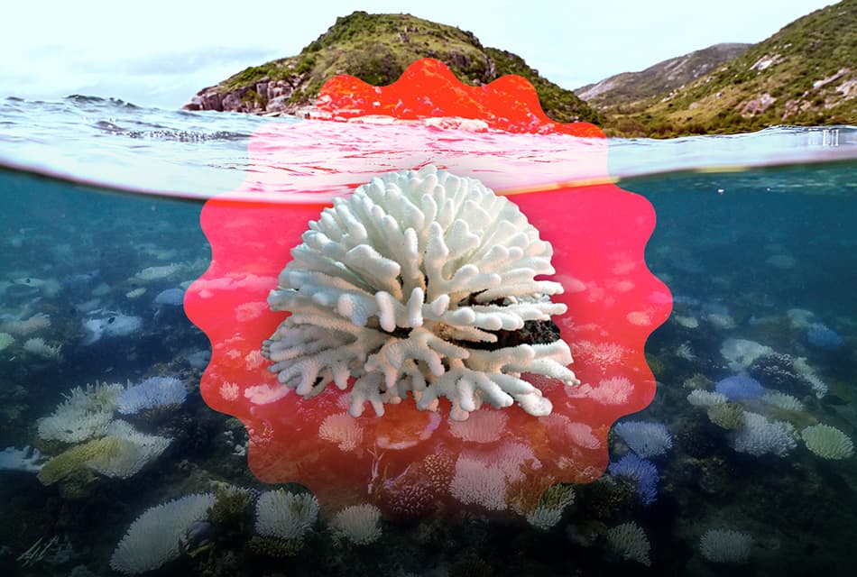 green-space-el-nino-coral-bleaching-global-ocean-climate-crisis-SPACEBAR-Thumbnail.jpg
