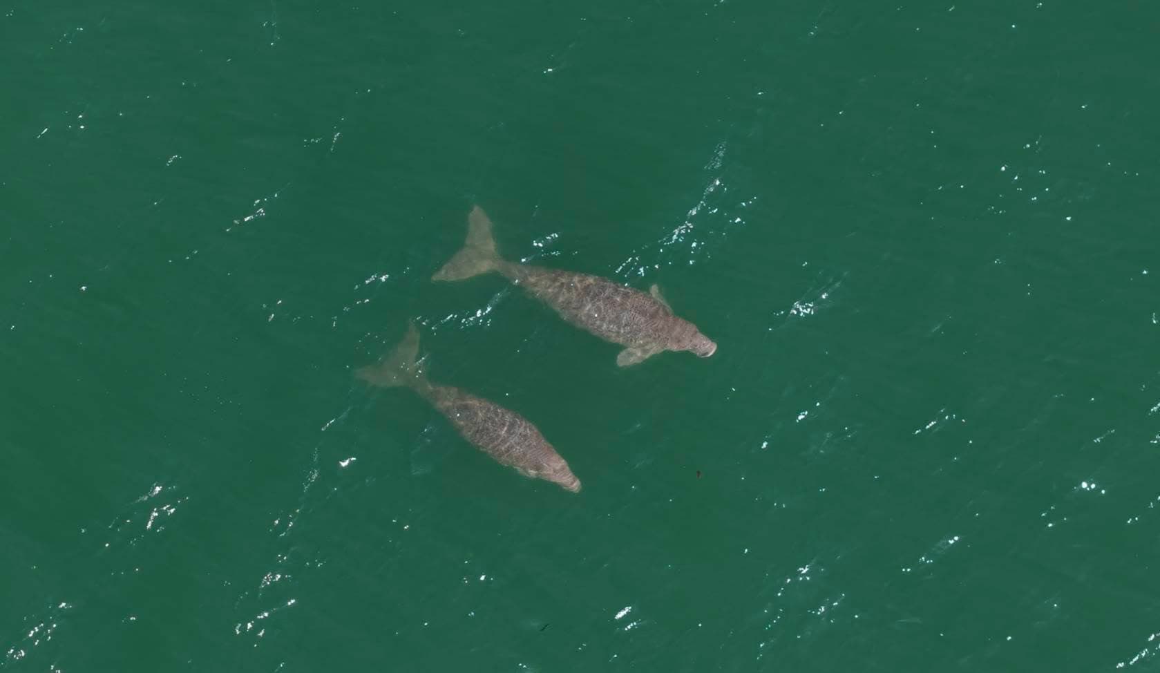 green-space-marium-yamil-dugong-thailand-marine-crisis-2.jpg