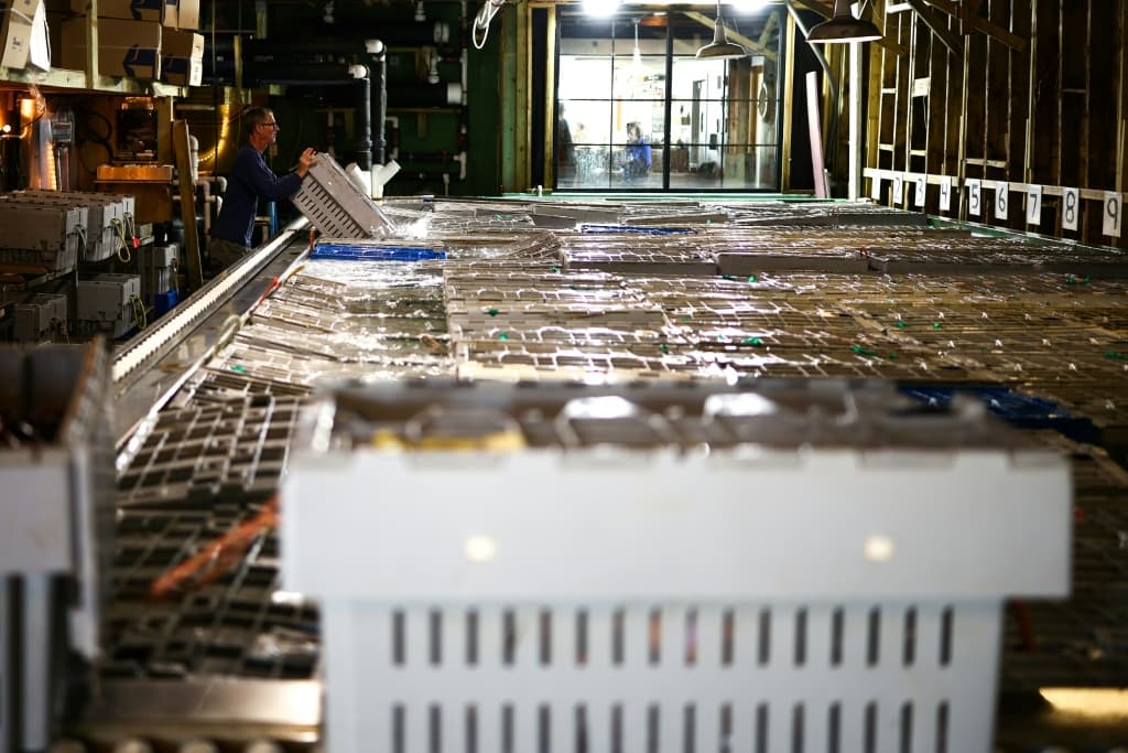 The harvest of Maine's American lobsters, some of which are seen here in tanks on the dock in Portland -- hit a peak in 2016, but the numbers have been in decline over the past decade, although one lobsterman said the resource remains 'healthy'