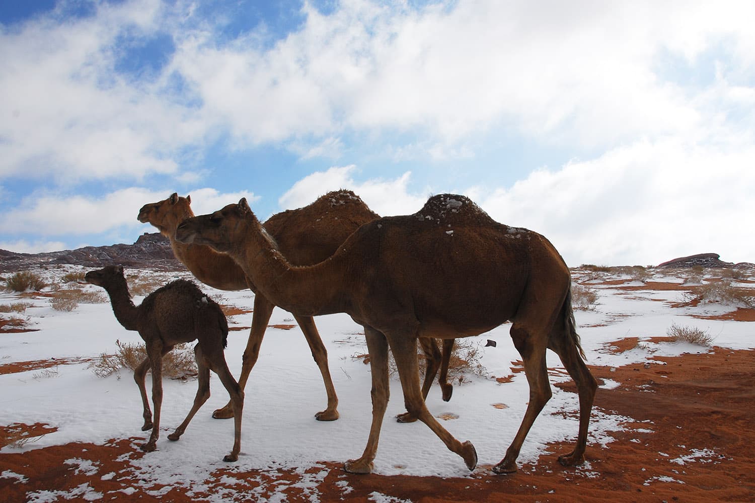 saudi_arabia_experiences_snowfall_for_the_first_time_in_history_SPACEBAR_Hero_ad749b0f16.jpg