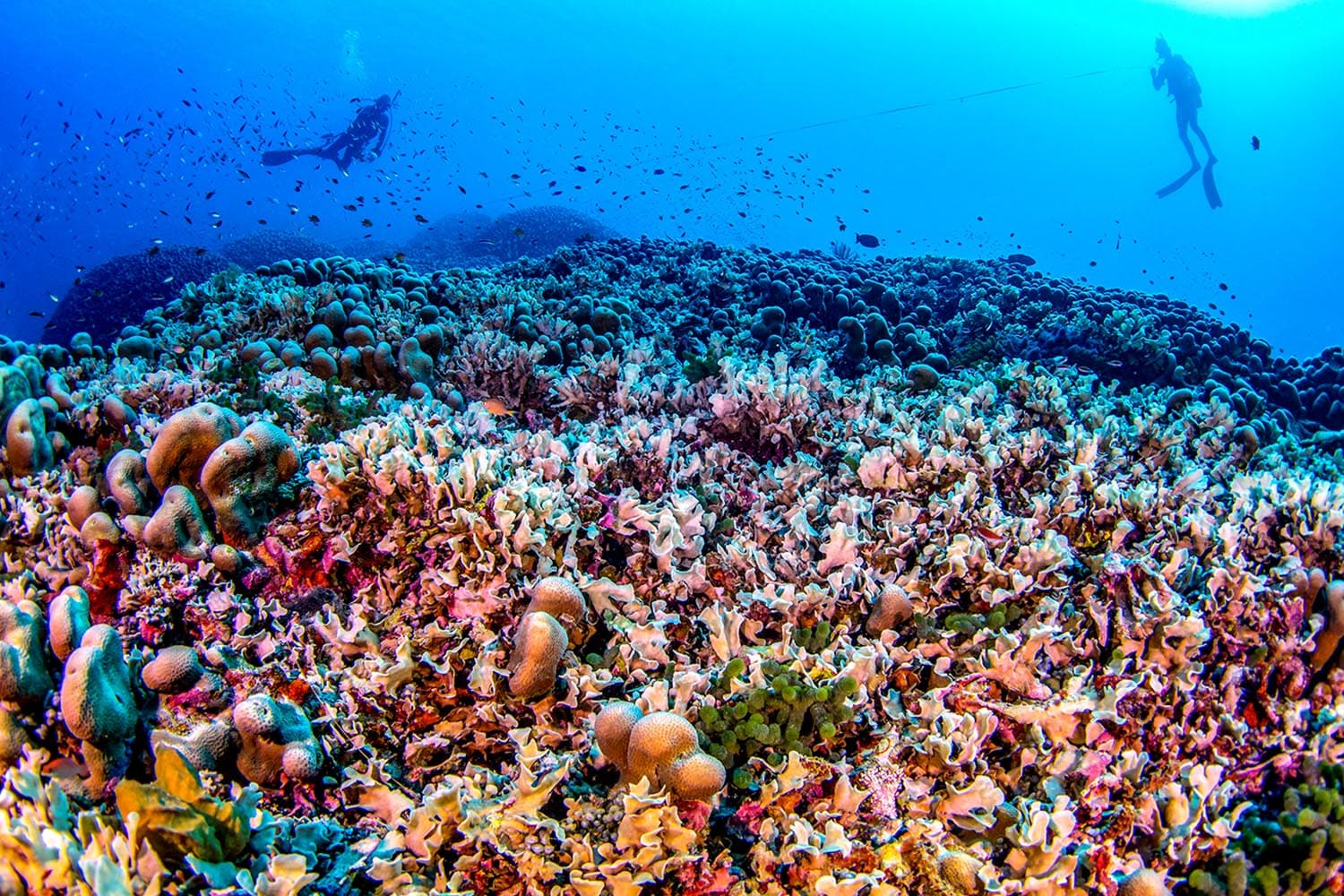 scientists_discover_worlds_largest_coral_so_big_can_be_seen_from_space_SPACEBAR_Hero_e74bfb8791.jpg
