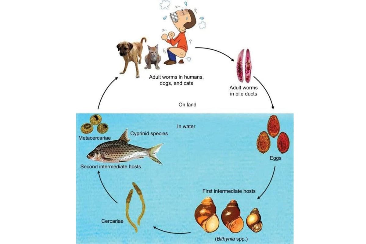 sustainability-liver-fluke-screening-water-quality-thailand-SPACEBAR-Photo02.jpg