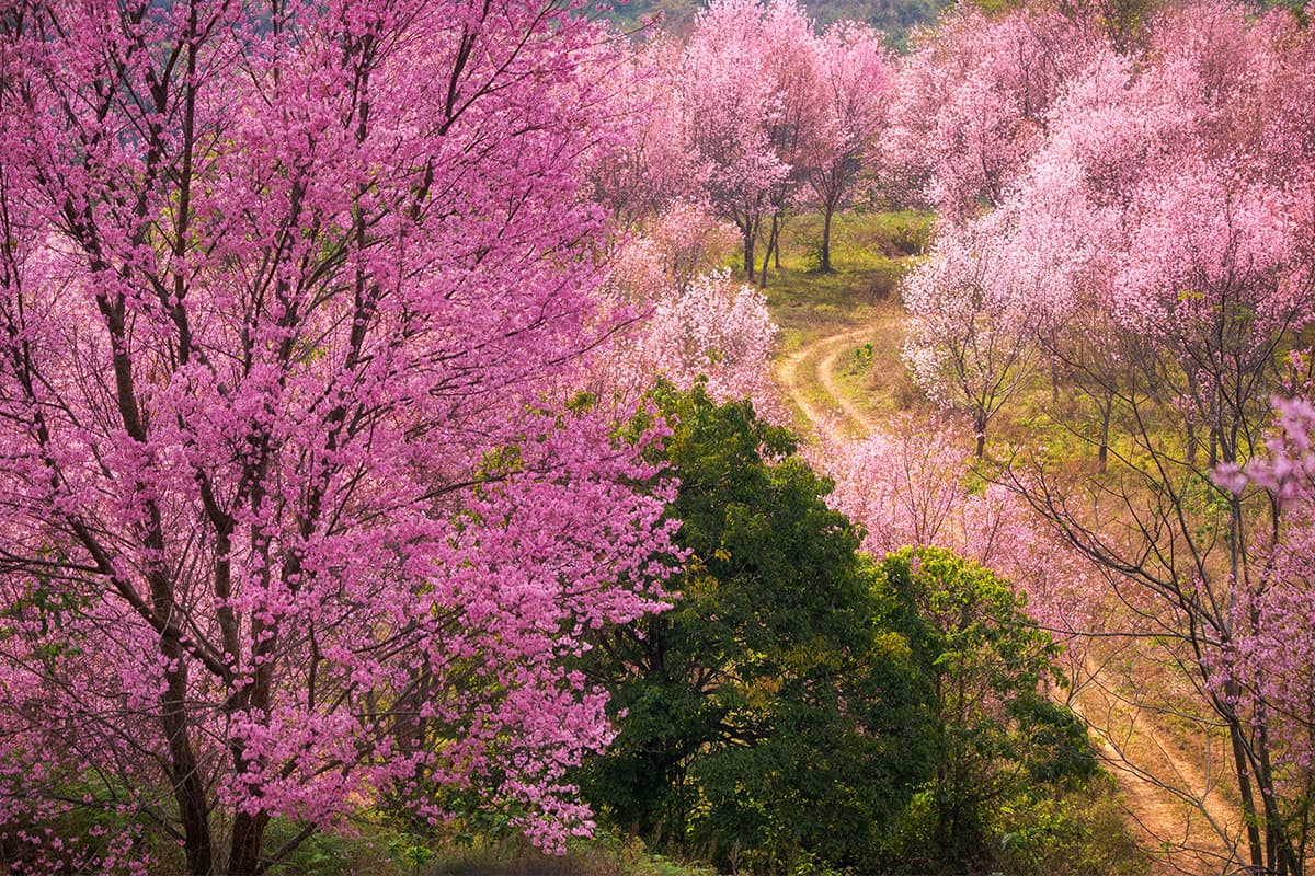 sustainability-thai-winter-5y-climate-impact-SPACEBAR-Photo03.jpg