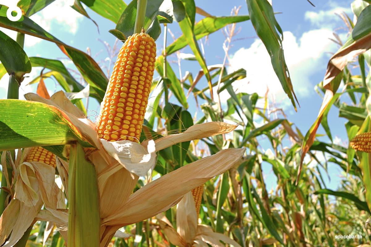 sustainability-thailand-myanmar-clear-sky-1-year-corn-traceability-SPACEBAR-Photo09.jpg