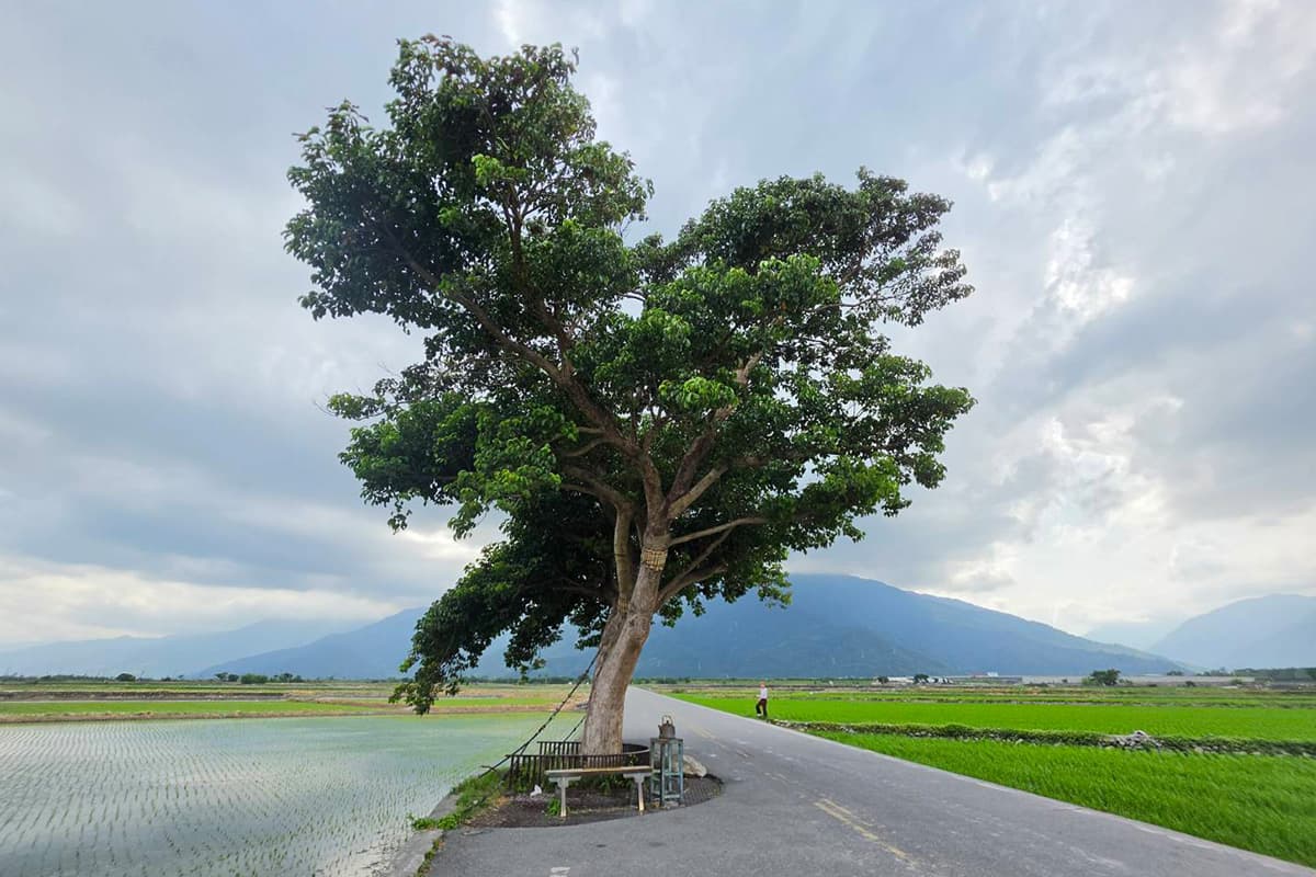 taiwan-rice-tourism-SPACEBAR-Photo01-1.jpg