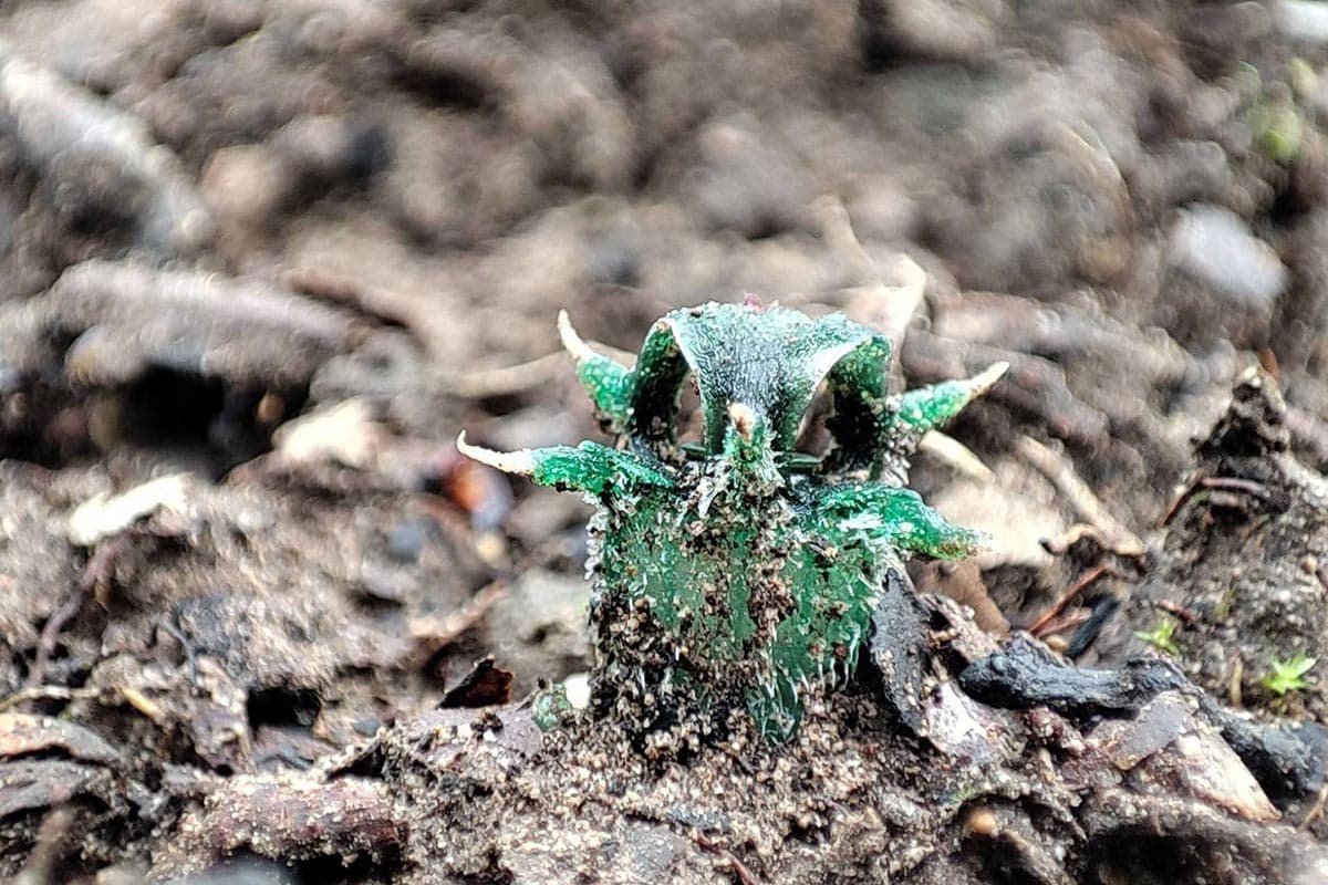 thismia_thaithongiana_umphang_wildlife_sanctuary_thailand_SPACEBAR_Photo00_a316aa25c8.jpeg