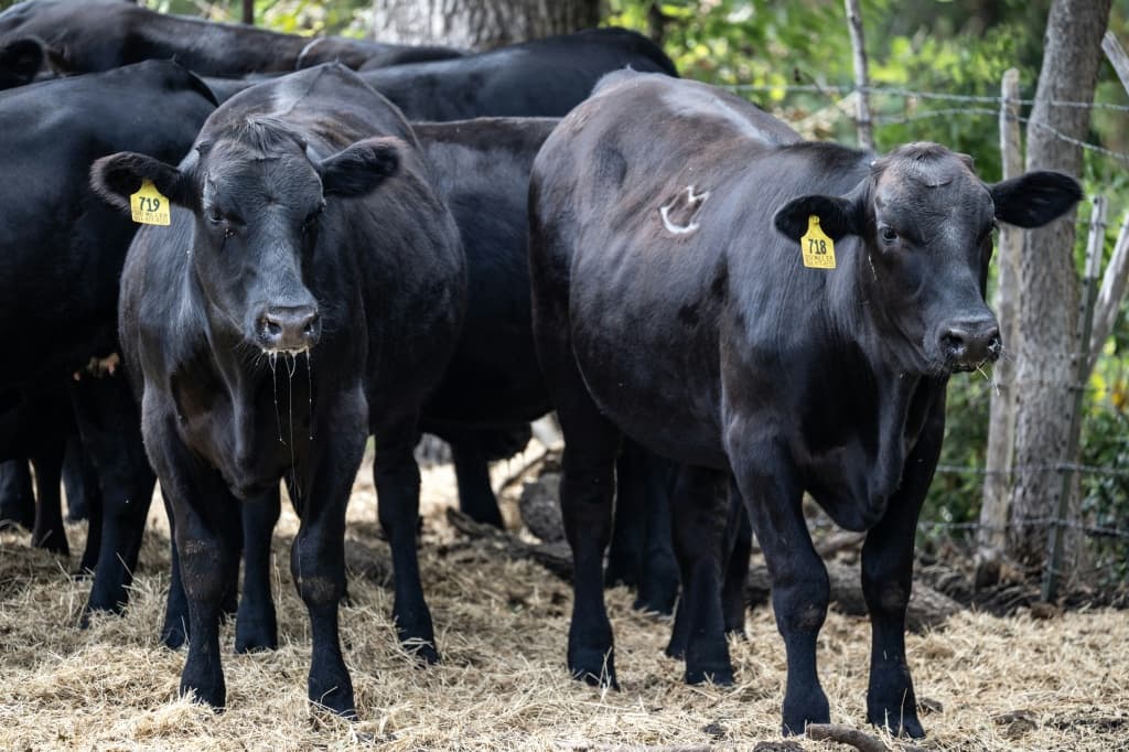 Trump's beef policies are testing the loyalty of ranchers in Texas -- some of his staunchest supporters -- just weeks before November's midterm elections
