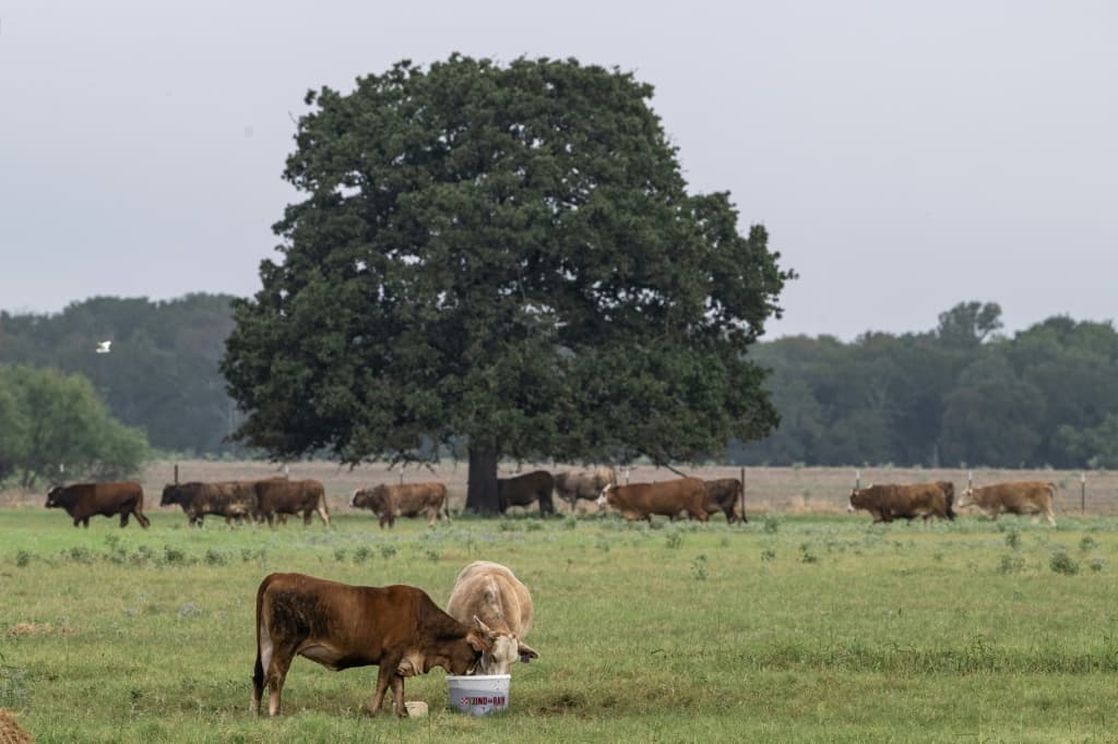 Ranchers in Texas are upset that President Trump's administration has halted live-cattle imports from Mexico