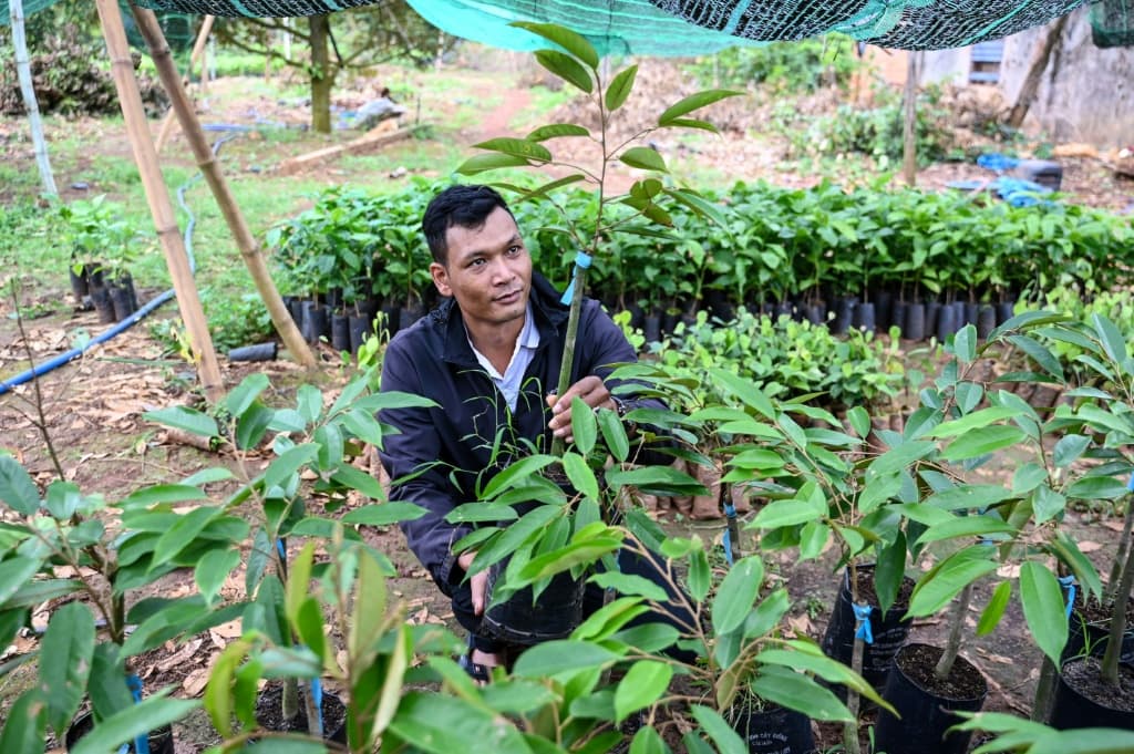 Increased competition between Thailand and Vietnam and improved transport links have made durian more affordable in China