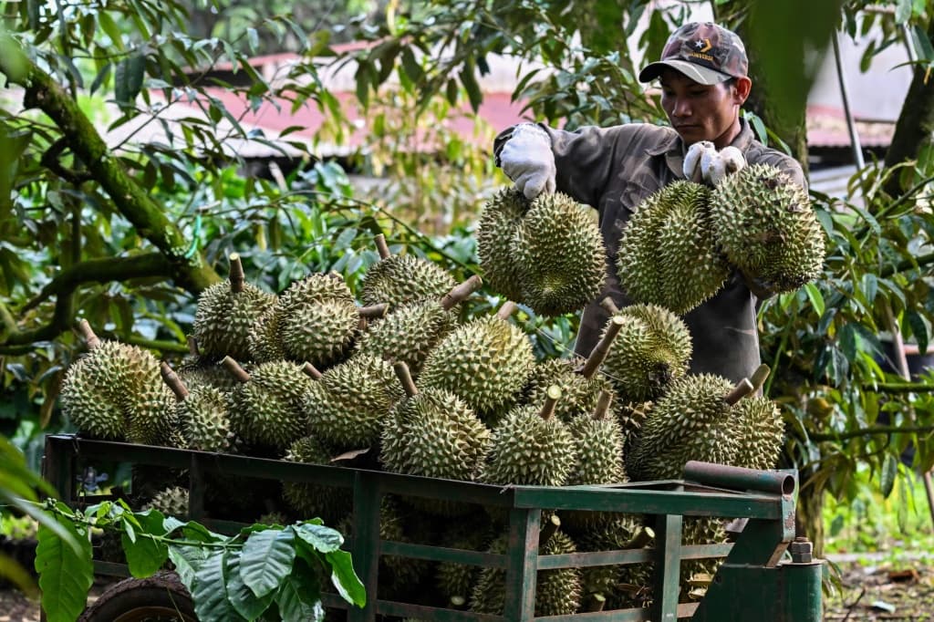 China imported almost $7.5 billion worth of fresh durian last year, a near 12-fold rise from 2015